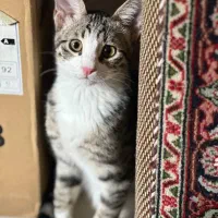 گربه گمشده|حیوانات|مرند, |دیوار