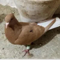 زرد دم سفید نرپرشی