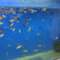 گوپی مولی دمشمشیری پرت پلار|ماهی|پاکدشت, پاکدشت (مامازند)|دیوار