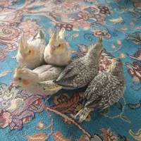 عروس هلندی سرلاکی و تازه دون خور آلبینو لوتینو...|پرنده|قم, نوبهار|دیوار