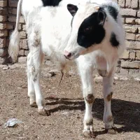 1عدد گوساله نر هلشتان برای پروای