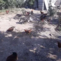 ۴۳غدد تفریح وخروس ۱ اردک ۳بوقلمون