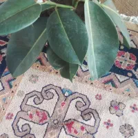 گل زیبا|گل و گیاه طبیعی|لیسار, |دیوار