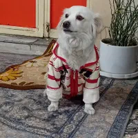 چیکو باهوش|سگ|دورود, |دیوار