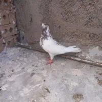 کفتر
