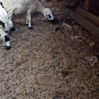 گوسفند ماده|حیوانات مزرعه|هامون, |دیوار