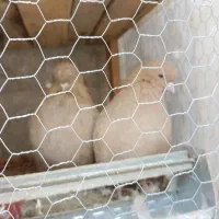 زرد|پرنده|پارس‌آباد, |دیوار