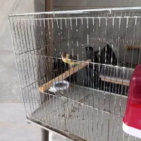 قناری نر|پرنده|ماکو, |دیوار