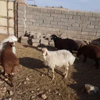 ۲ راس میش زائیده جوان بره بزرگ و۳ راس کاور آبستن