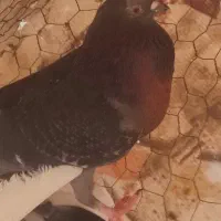 کفتر|پرنده|اردکان, |دیوار