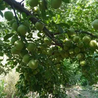 خانه باغ|فروش خانه و ویلا|بانه, |دیوار