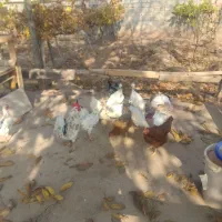 فروش دو تا مرغ مصری سفید خالص