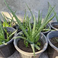 گل آلوئه ورا