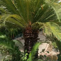 خدمات باغبانی