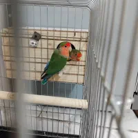 طوطی برزیلی|پرنده|پاکدشت, پاکدشت (مامازند)|دیوار