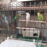 یک جفت مرغ عشق|پرنده|تهران, خانیآباد|دیوار