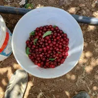 آلوبالو.