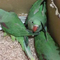 اقیانوس ملنگوکاسکوگیرینچیک شاه طوطی پروتلت (مغازه)|پرنده|تهران, جیحون|دیوار