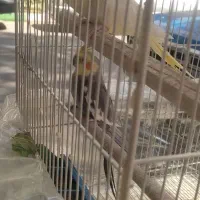 جفت عروس هلندی|پرنده|مشهد, امام خمینی|دیوار