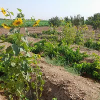 باغ فروشی