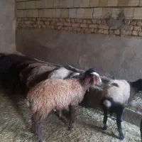 بره نر ماده
