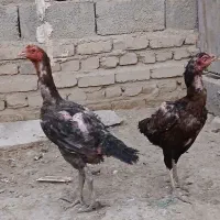 مرغ لاری