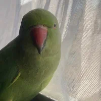 گمشده به یابنده مژدگانی داده می‌شود