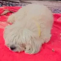 واگذاری سگ  اشپینز