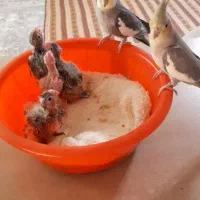 عروس هلندی مولد زیبا و سالم|پرنده|ری, دیلمان|دیوار