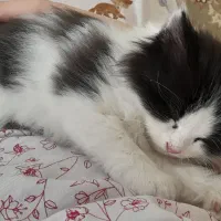 گربه