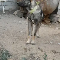 سگ سرابی نر قیمت ۴ میلیون|سگ|ارشق, |دیوار