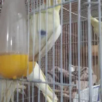 عروس هلندی دوکت|پرنده|عسلویه, |دیوار