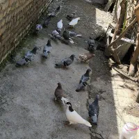 کفتر آس تک پر