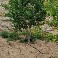 فروش زمین باغی در نزدیکی اراک|فروش زمین و ملک کلنگی|ساروق, |دیوار