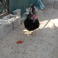 خروس چهل تاج|حیوانات مزرعه|خورموج, |دیوار