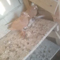 ساری  آغ قویروخ|پرنده|باسمنج, |دیوار