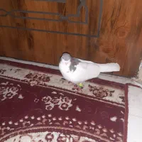 ساده بشرت هوا وجوفتگاه کفتر به شرت