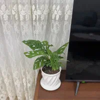 گل پتوس حصیری|گل و گیاه طبیعی|ارومیه, |دیوار