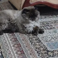 گربه گمشده|حیوانات|گلبهار, شهر جدید گلبهار|دیوار