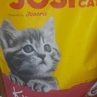 غذا و پوچ و تشویقی سگ و گربه