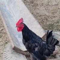چهارتاخروس سیاه هفتا مرغ تخم گذار
