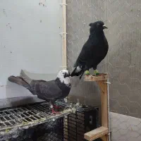 یک جفت کبوتر|پرنده|سبزوار, جوادیه غربی|دیوار