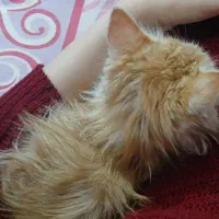 گربه میکس DSH Persian|گربه|بیرجند, |دیوار