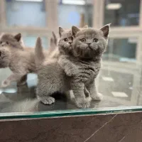 بریتیش با رنگ بلو