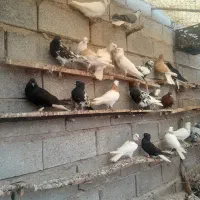 کبوتر رنگی