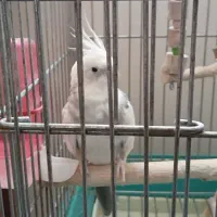 عروس هلندی دوکت|پرنده|قرچک, محمد آباد|دیوار