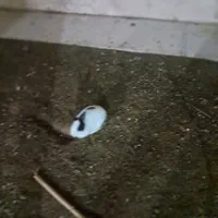 خرگوش|موش و خرگوش|سنندج, |دیوار