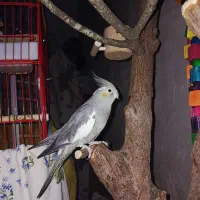 پرنده نرو ماده مولد