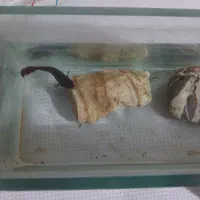 فایتر پلاکت