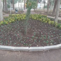 اجرای فضای سبز|خدمات باغبانی و درختکاری|کرج, کیانمهر|دیوار